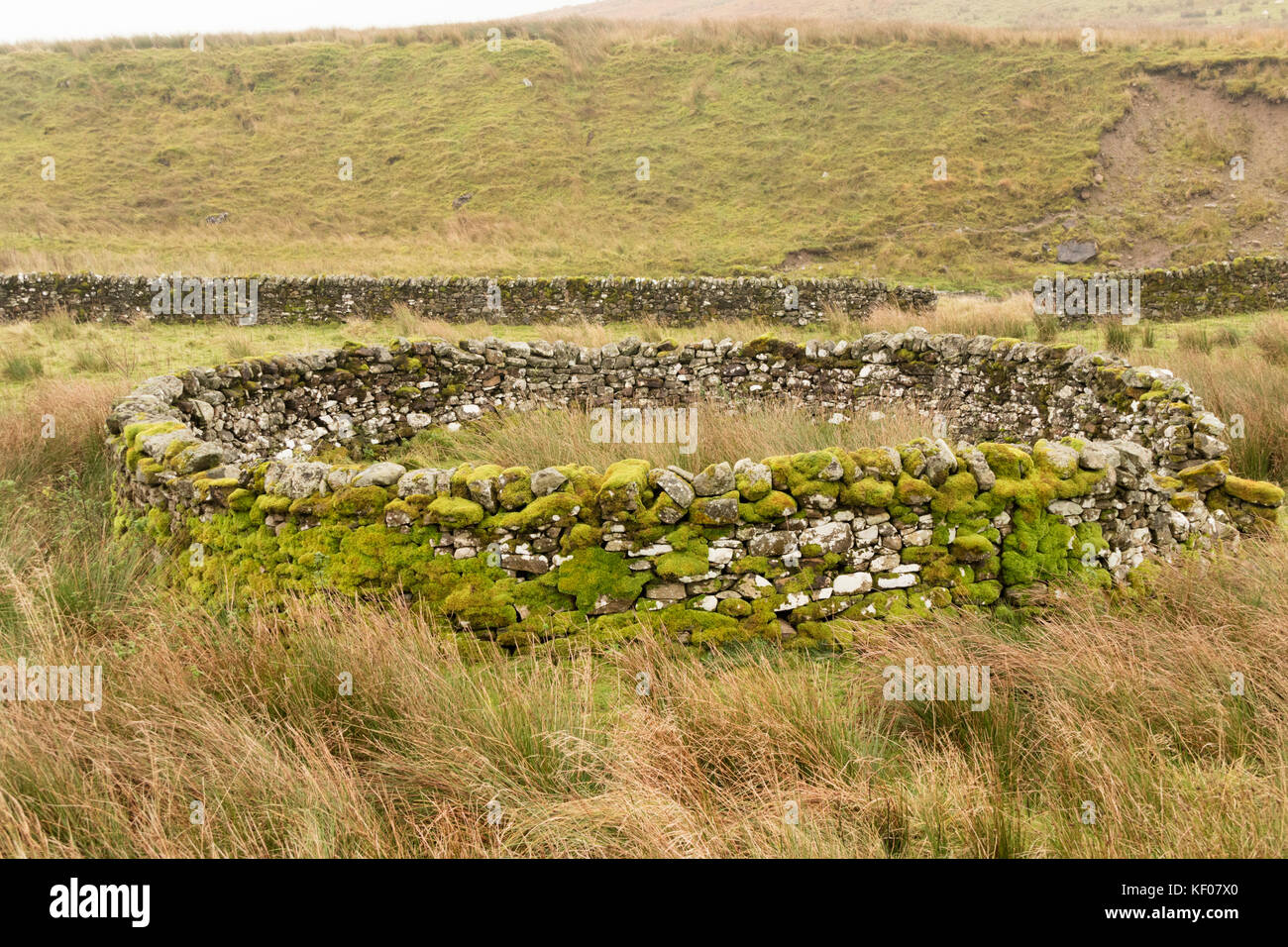 Une ronde traditionnelle moutons ou enceinte dans le Parc National de Northumberland, England, UK Banque D'Images