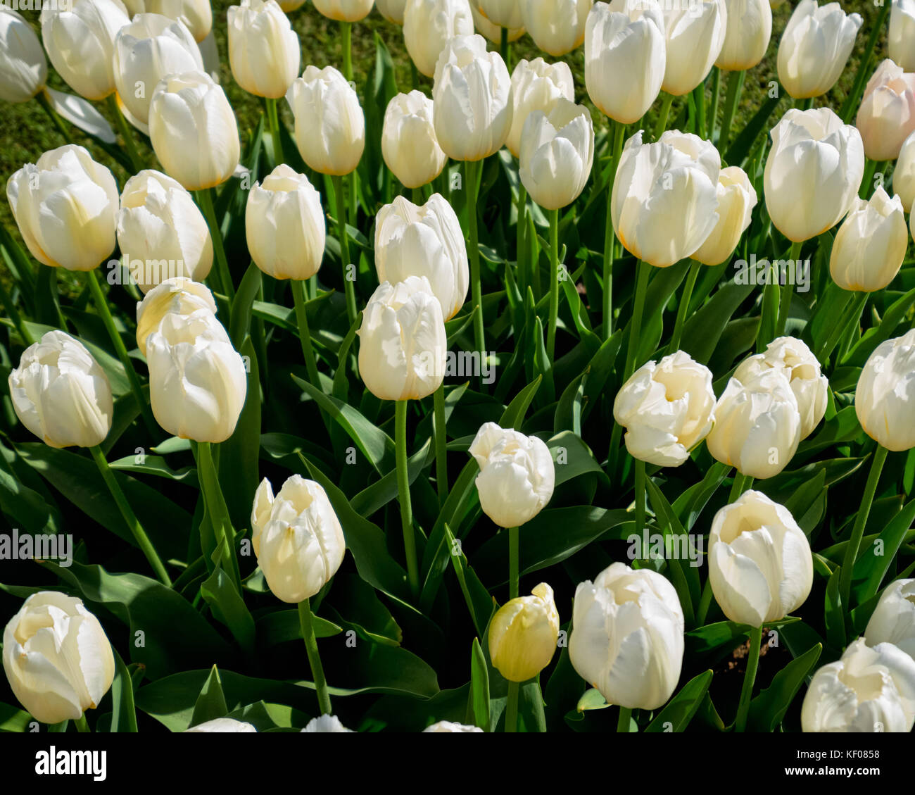 Parterre de tulipes en fleurs dans jardin de fleurs Keukenhof, Netherland Banque D'Images