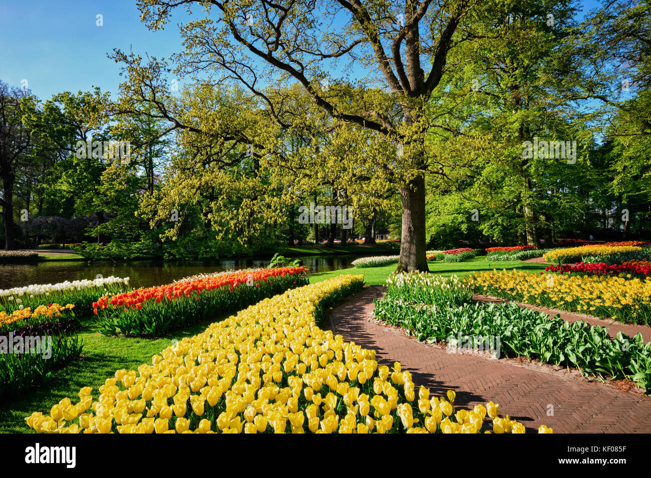 Parterres de tulipes en fleurs au jardin de fleurs Keukenhof, Netherlan Banque D'Images