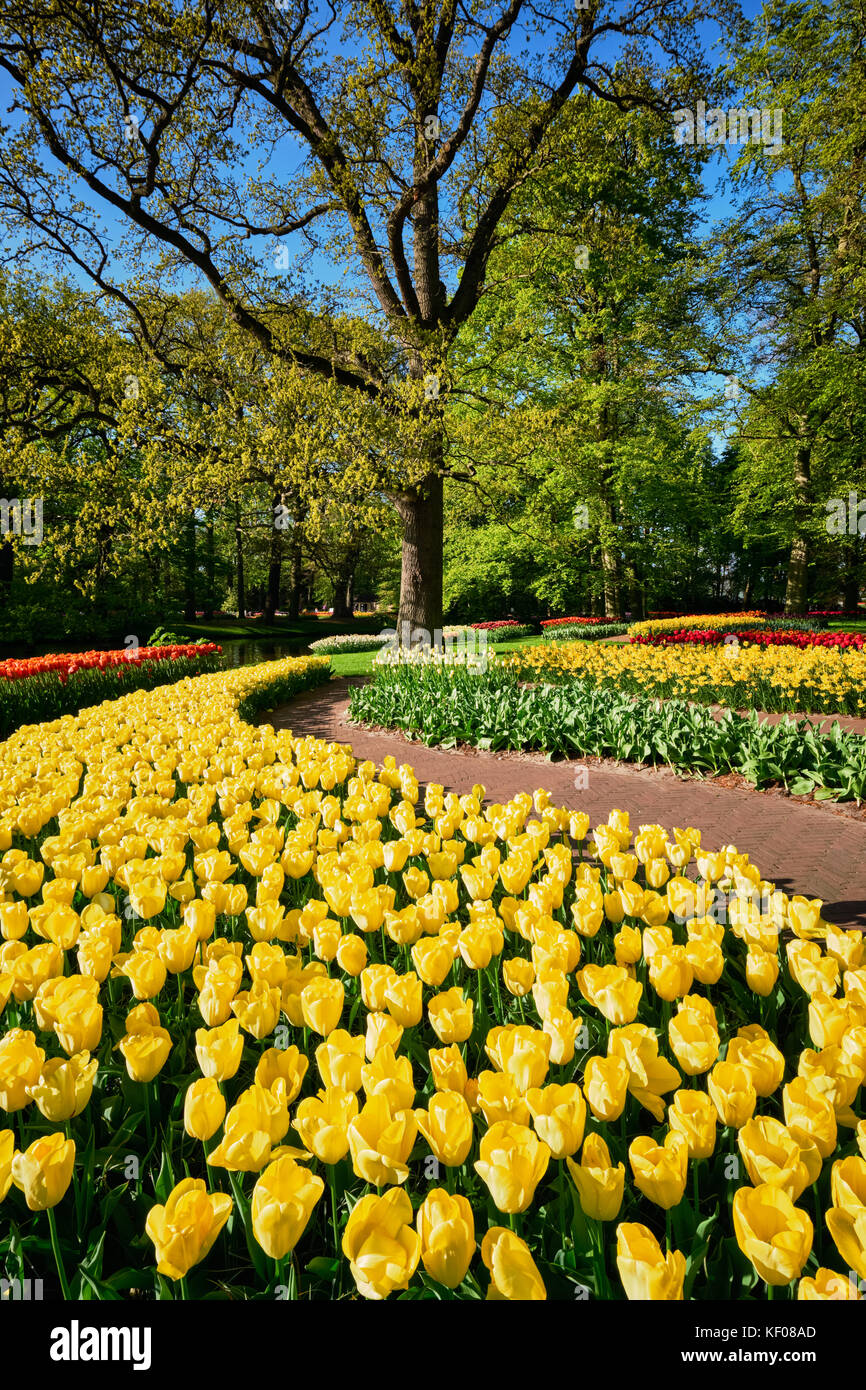 Parterres de tulipes en fleurs au jardin de fleurs Keukenhof, Netherlan Banque D'Images