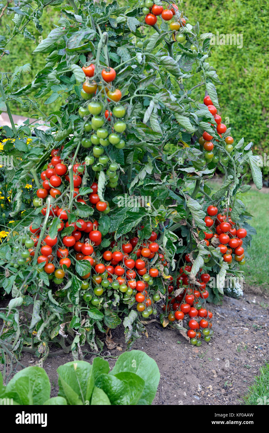 L'usine de tomates cerises cultivées en plein air, f1 millions de doux, tomates mûrir sur la vigne dans un jardin. Banque D'Images