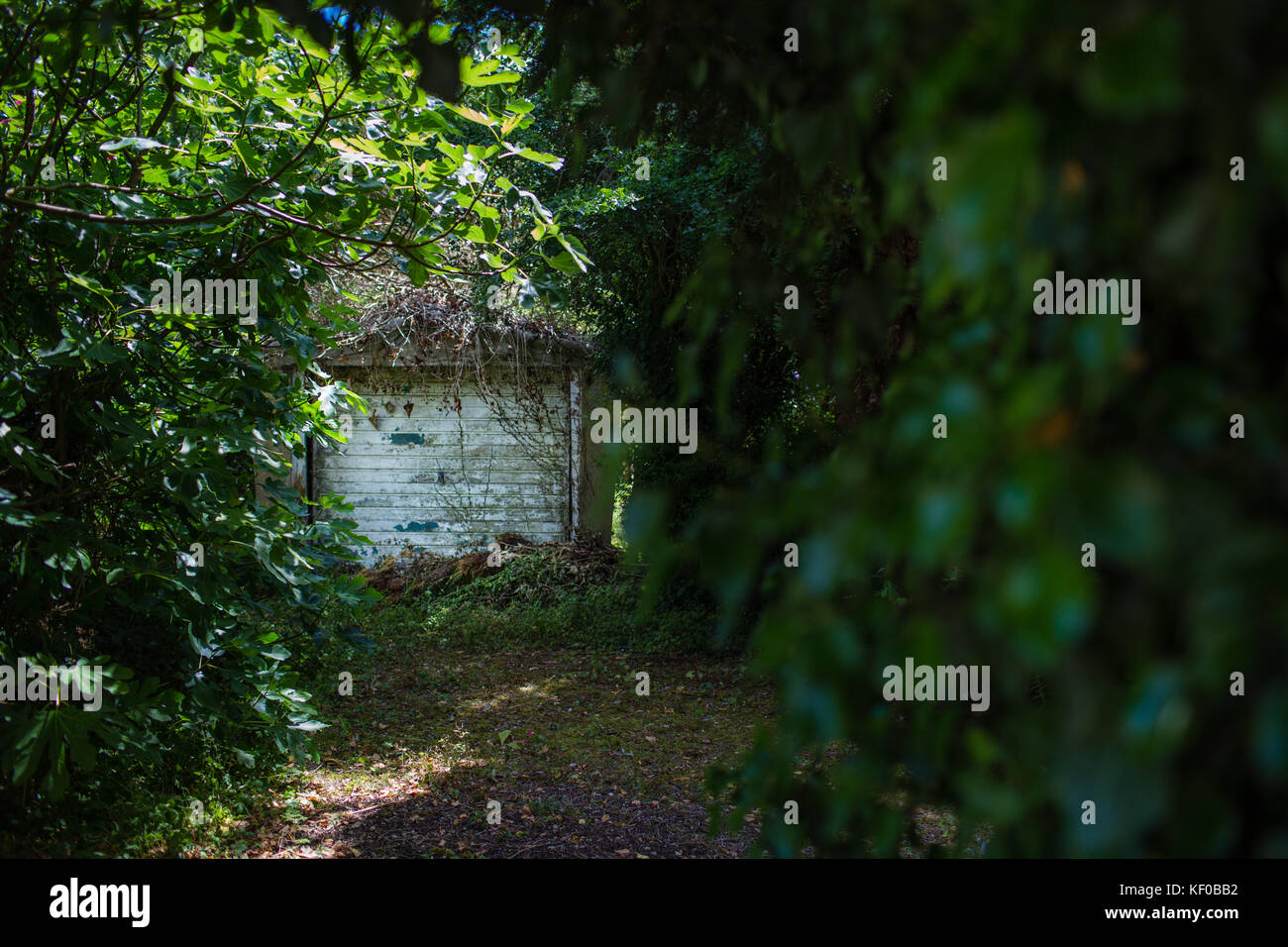 Grand hangar en bois ancien ou garge envahie dans un jardin de campagne. Banque D'Images