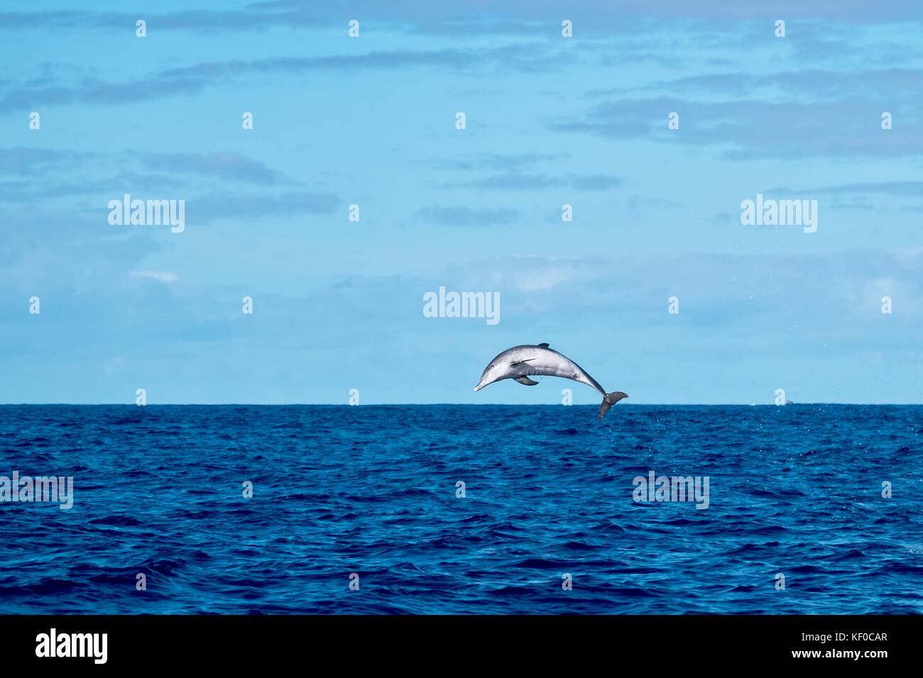 Un dauphin tacheté de l'Atlantique sautant de l'océan près de l'île de Pico. Banque D'Images