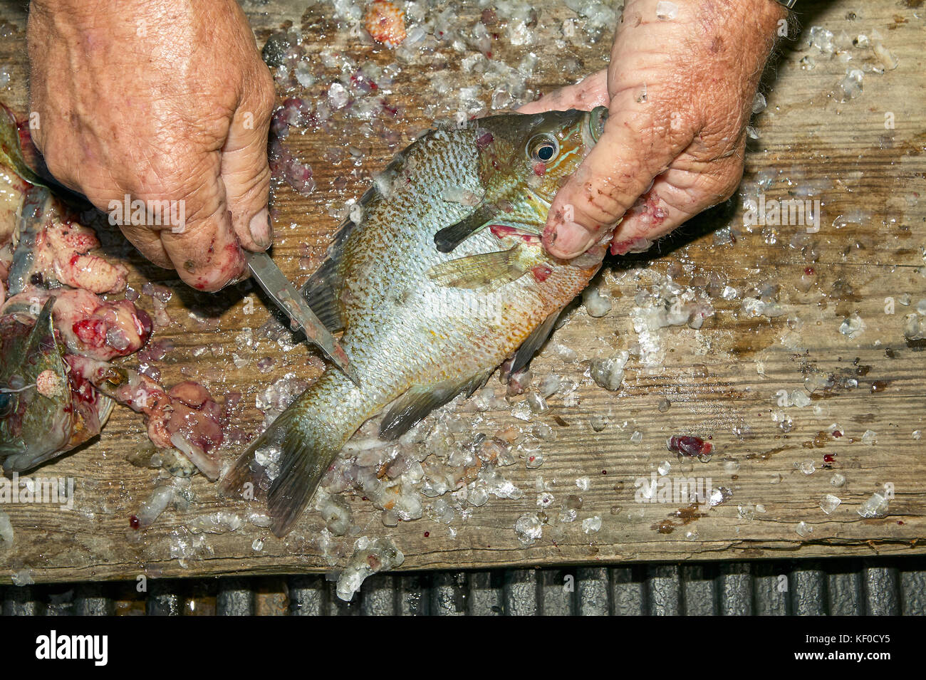 Close up of old mans mains l'échelle et le nettoyage d'un poisson avec un couteau sur un billot de bois. Banque D'Images