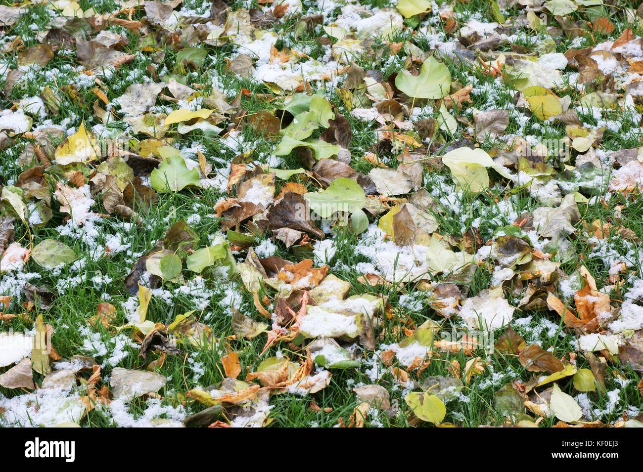 La neige tombait sur les feuilles, annonçant l'arrivée de l'hiver Banque D'Images