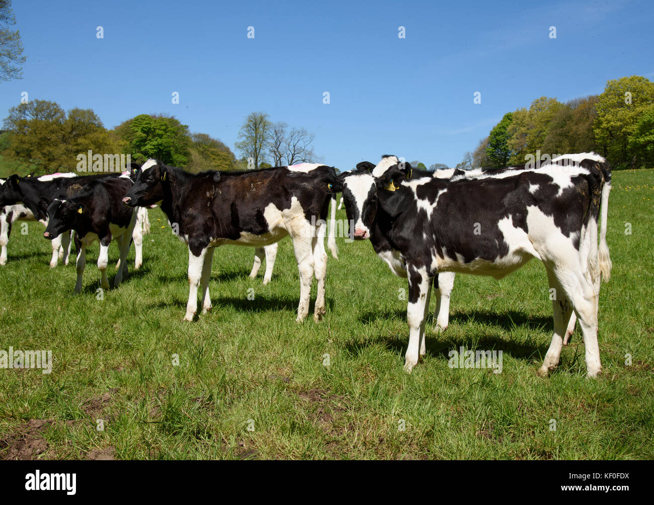Génisses laitières Holstein dans le champ de graminées, Staffordshire. Banque D'Images