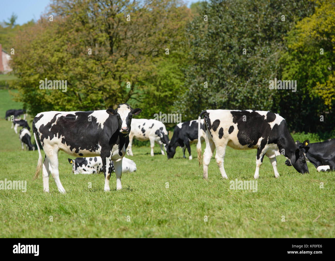 Génisses laitières Holstein dans le champ de graminées, Staffordshire. Banque D'Images