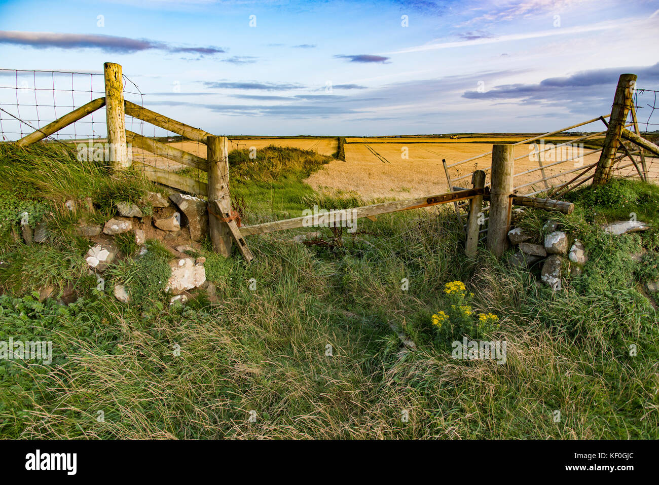 Vue sur les champs de céréales avec une ancienne porte en bois sur le chemin côtier, Abereiddy, Pembrokeshire, Dyfed, pays de Galles, Royaume-Uni. Banque D'Images