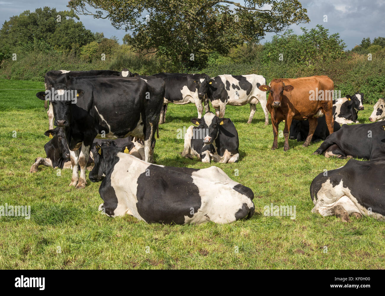 Vaches laitières dans un champ, Cheshire.UK Banque D'Images