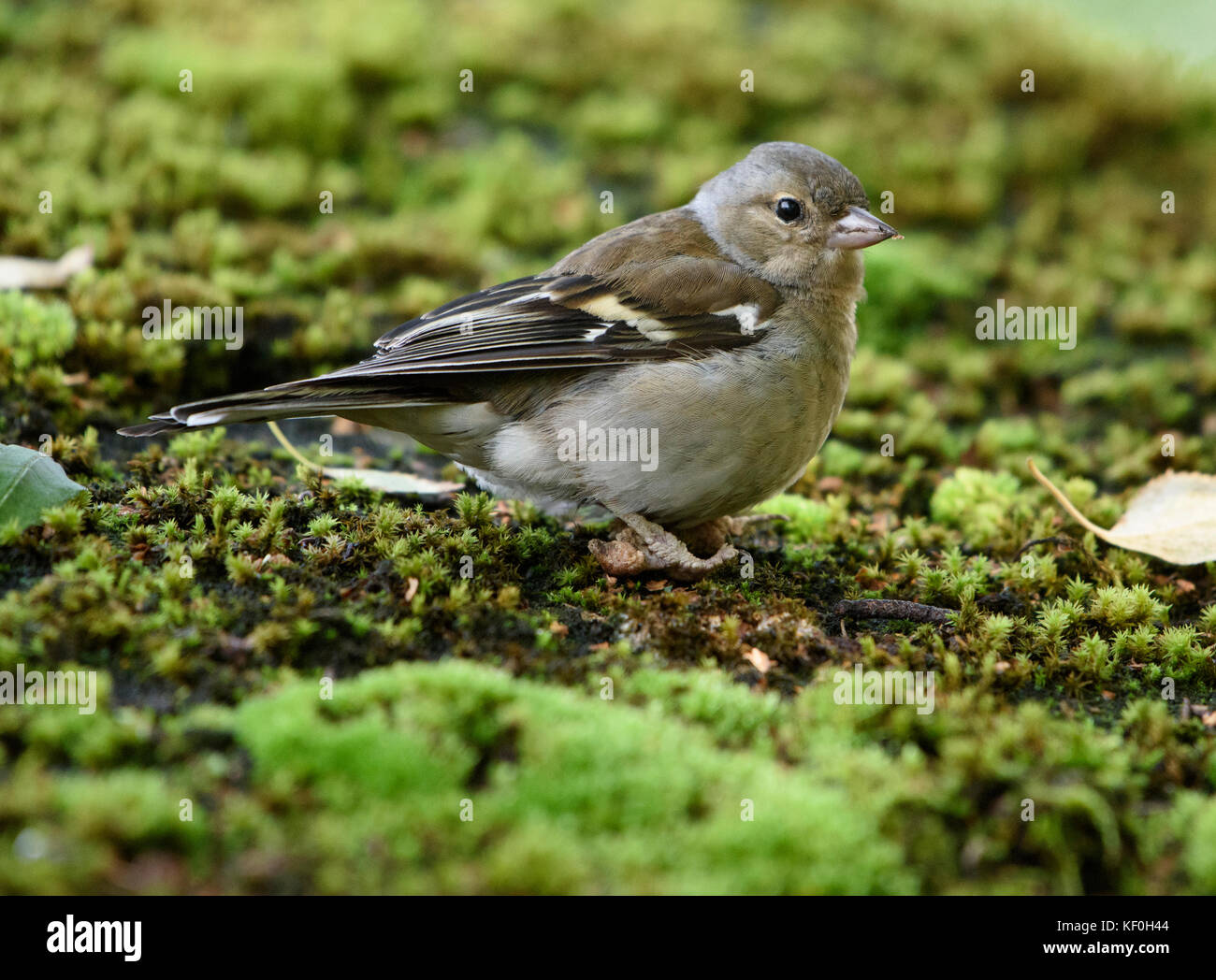 Chaffin femelle, RSPB Leighton Moss, Silverdale, Carnforth, Lancashire. Banque D'Images