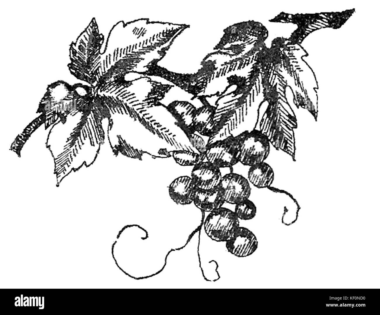 Je kompoty Konfitury, inne konserwy page owocowe0011 Banque D'Images