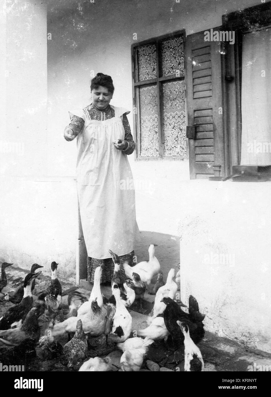 Goose, la volaille 59661 Banque D'Images