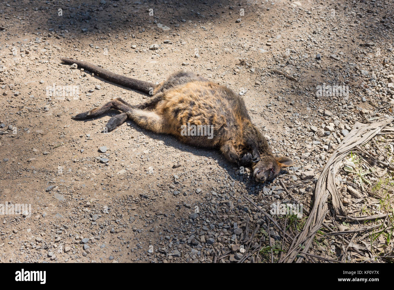 Un kangourou wallaby (mort) sur la route tués par une voiture Banque D'Images