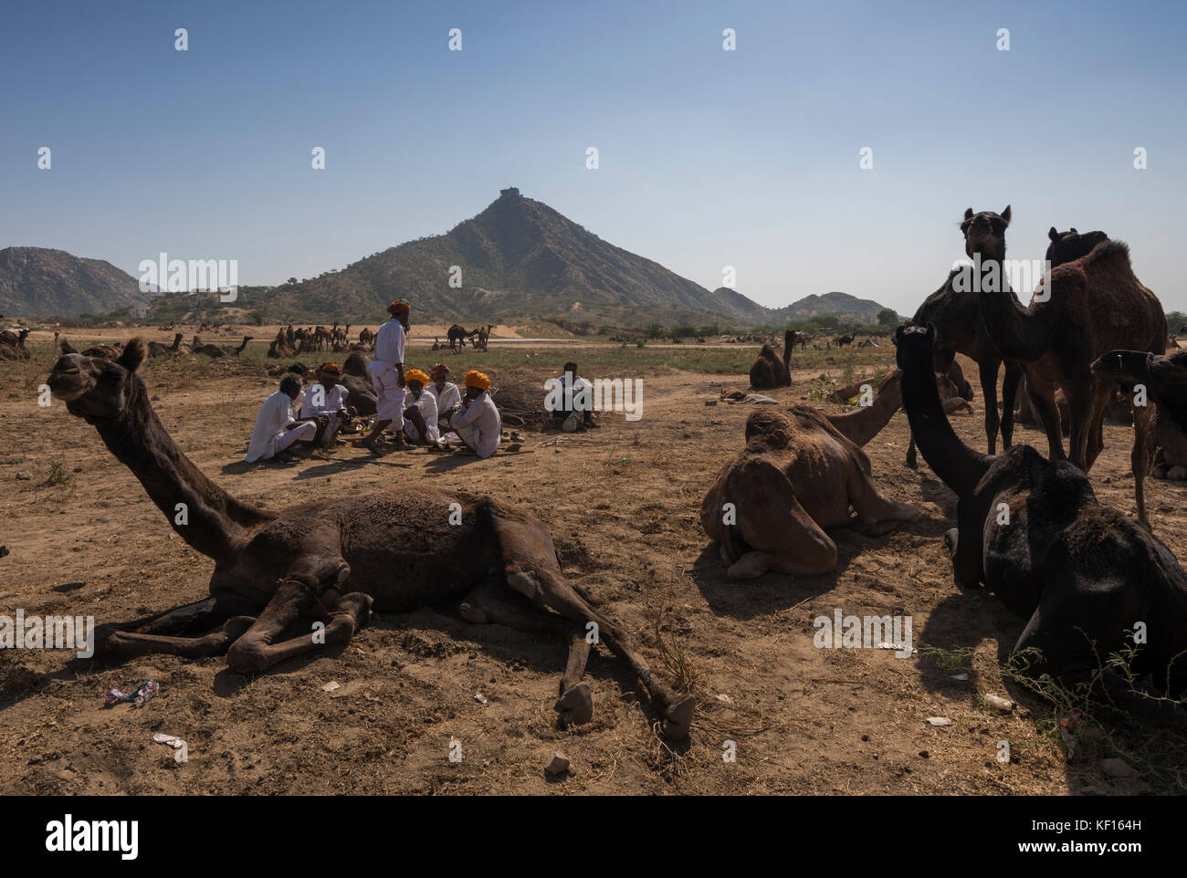 Pushkar, Inde. 24 octobre, 2017. pushkar camel juste. un groupe de bergers de l'attente dans la mela sol (parc des expositions) pour les clients d'arriver. crédit : ravikanth kurma/Alamy live news Banque D'Images