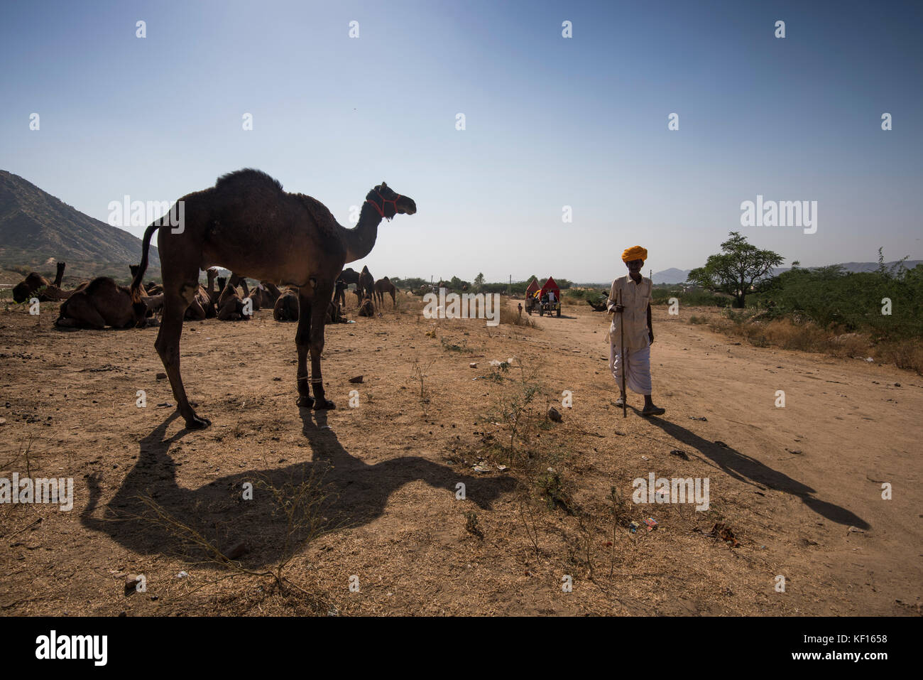 Pushkar, Inde. 24 octobre, 2017. pushkar camel. juste un chameau et ses motifs à la foire d'éleveurs à Pushkar. crédit : ravikanth kurma/Alamy live news Banque D'Images