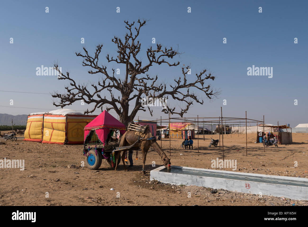 Pushkar, Inde. 24 octobre, 2017. pushkar camel juste. un chameau fatigué l'eau potable. Le panier derrière elle utilisé pour transporter les touristes à travers le pushkar mela motifs et quelques touristes spots. crédit : ravikanth kurma/Alamy live news Banque D'Images