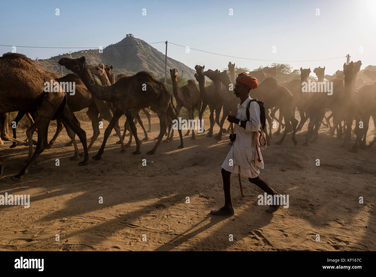 Pushkar, Inde. 24 octobre, 2017. pushkar camel juste. un éleveur de chameaux avec son entendu de chameaux. crédit : ravikanth kurma/Alamy live news Banque D'Images