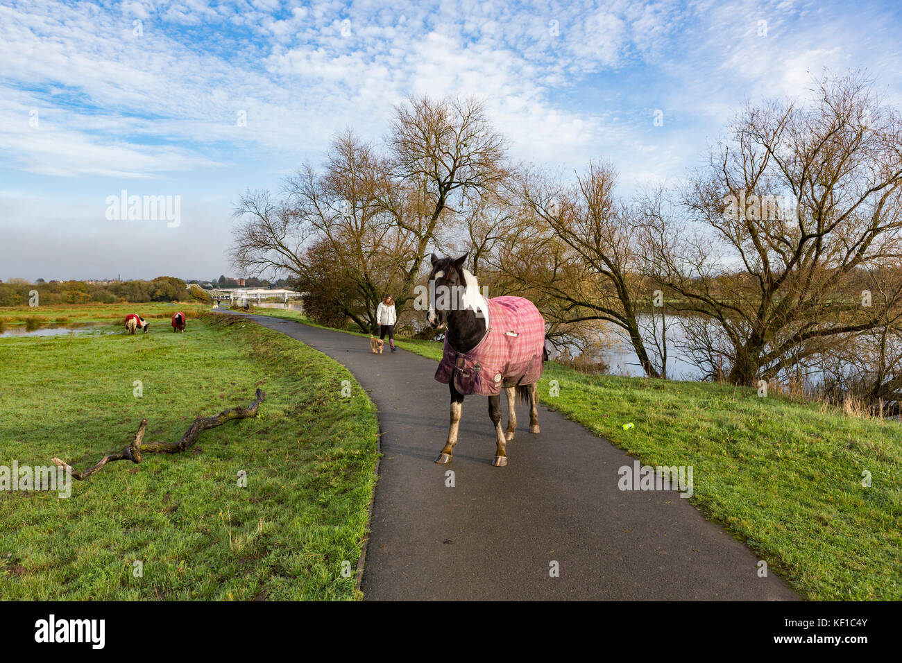 Un cheval obstrue le chemin comme une femme entre son chien près de la rivière Towy à Carmarthen Banque D'Images