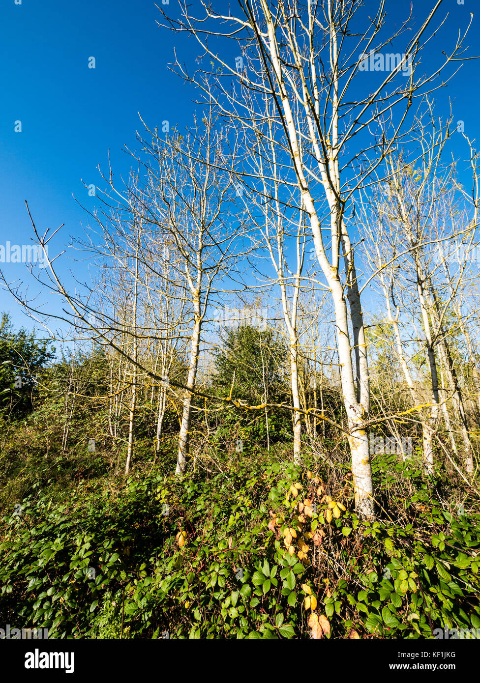 Clayfield Copse & Blackhouse Wood, Emma Green, Reading, Berkshire, Angleterre Banque D'Images