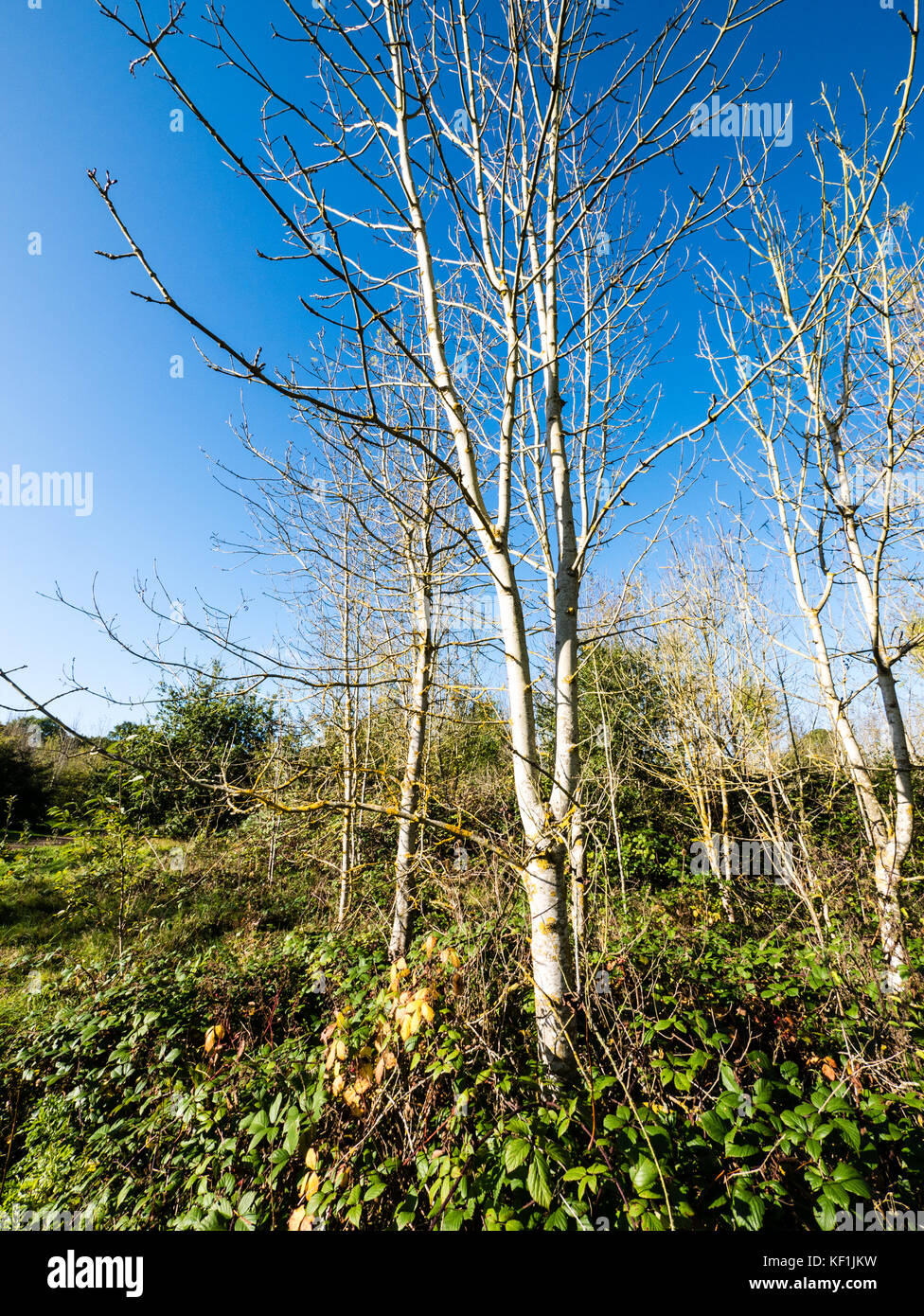 Clayfield Copse & Blackhouse Wood, Emma Green, Reading, Berkshire, Angleterre Banque D'Images