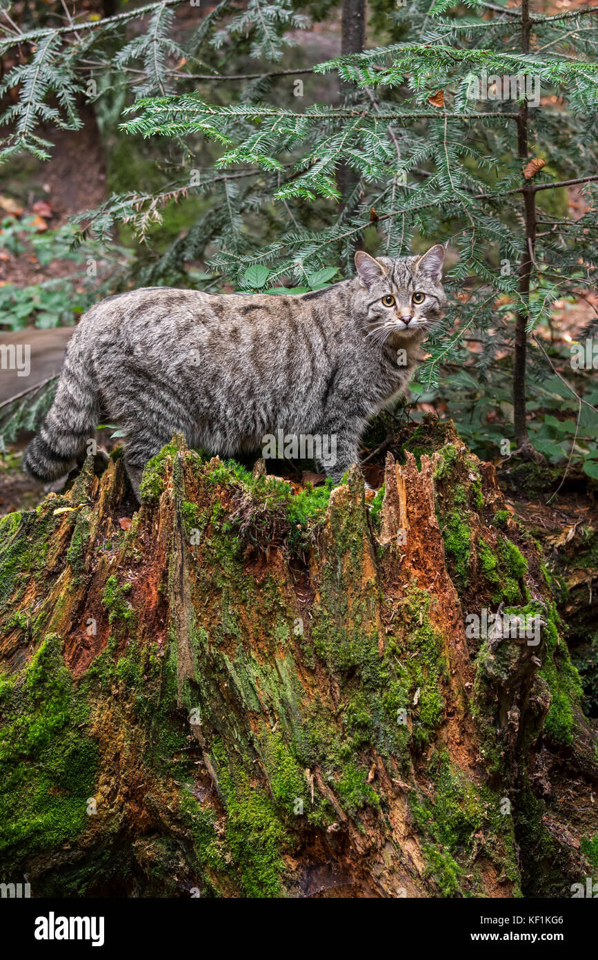 Chat Sauvage Européen / chat sauvage (Felis silvestris silvestris) sur souche d'arbre dans la forêt d'épinettes Banque D'Images