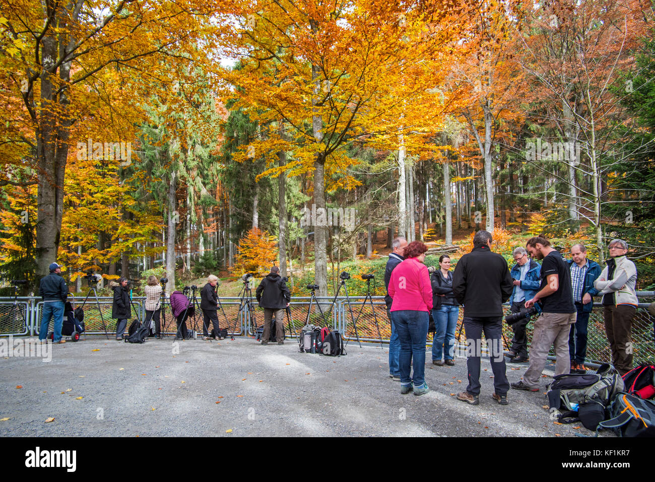 Atelier de photographie de la nature devant l'enceinte du loup pour photographier les loups, parc national de la forêt bavaroise / Parc national Bayerischer Wald, Allemagne Banque D'Images