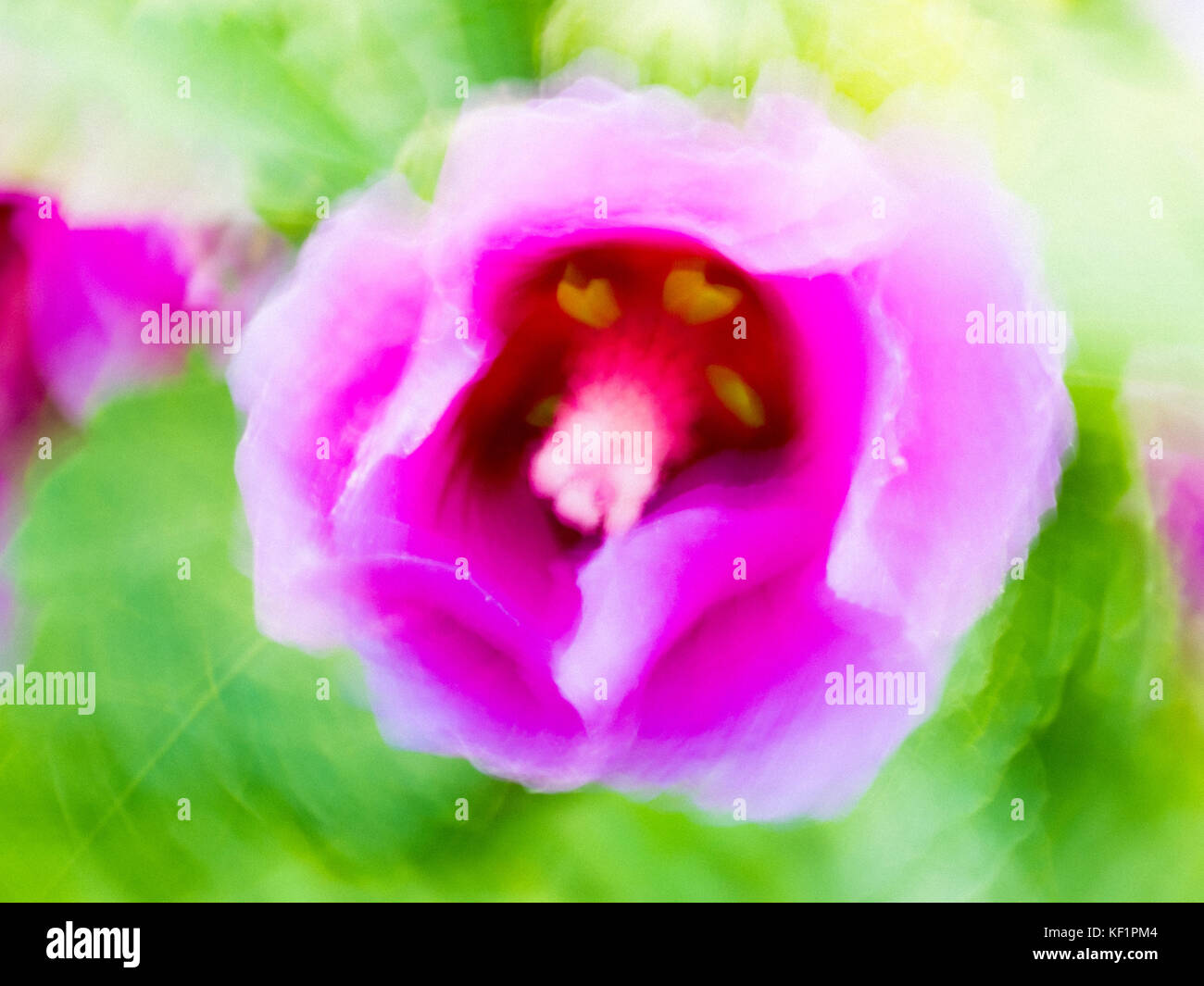 Fleur rose flou impressionniste technique (panoramique) Banque D'Images