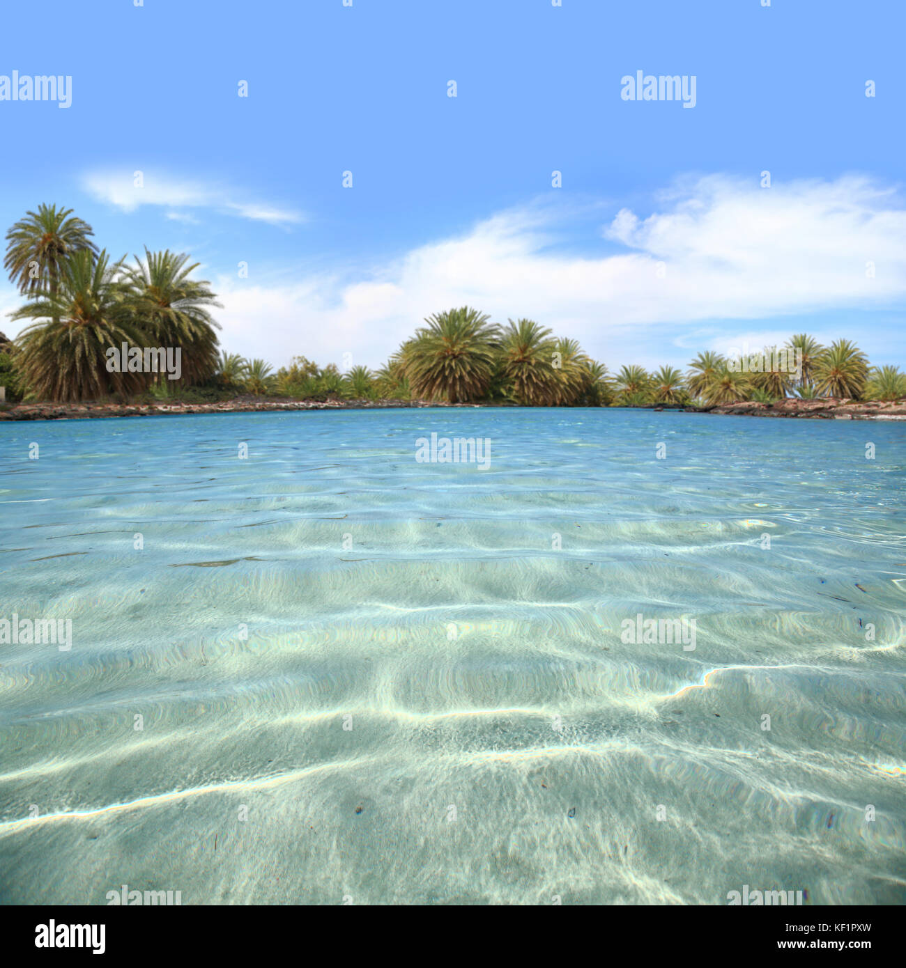 Crystal Waters shore avec palm tree forest Banque D'Images