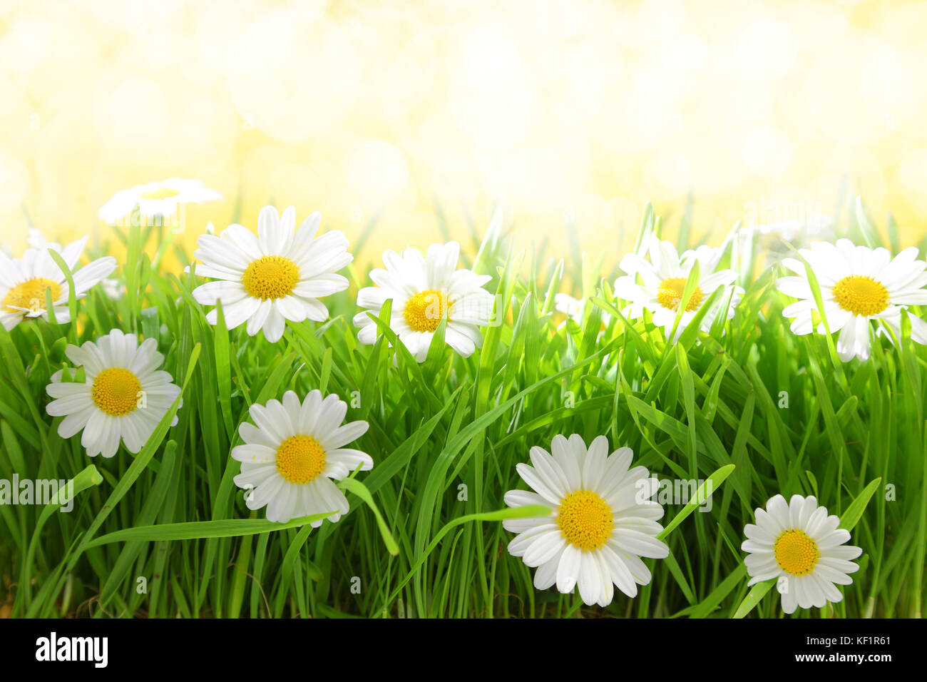 Fleurs blanches à Grassy field sur sunshine Banque D'Images