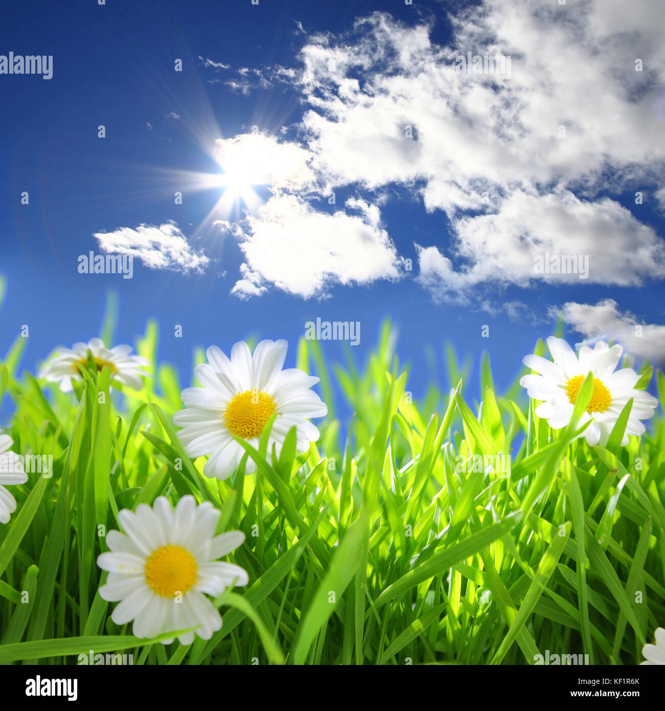 Les fleurs avec les champs sur le ciel bleu et le soleil Banque D'Images