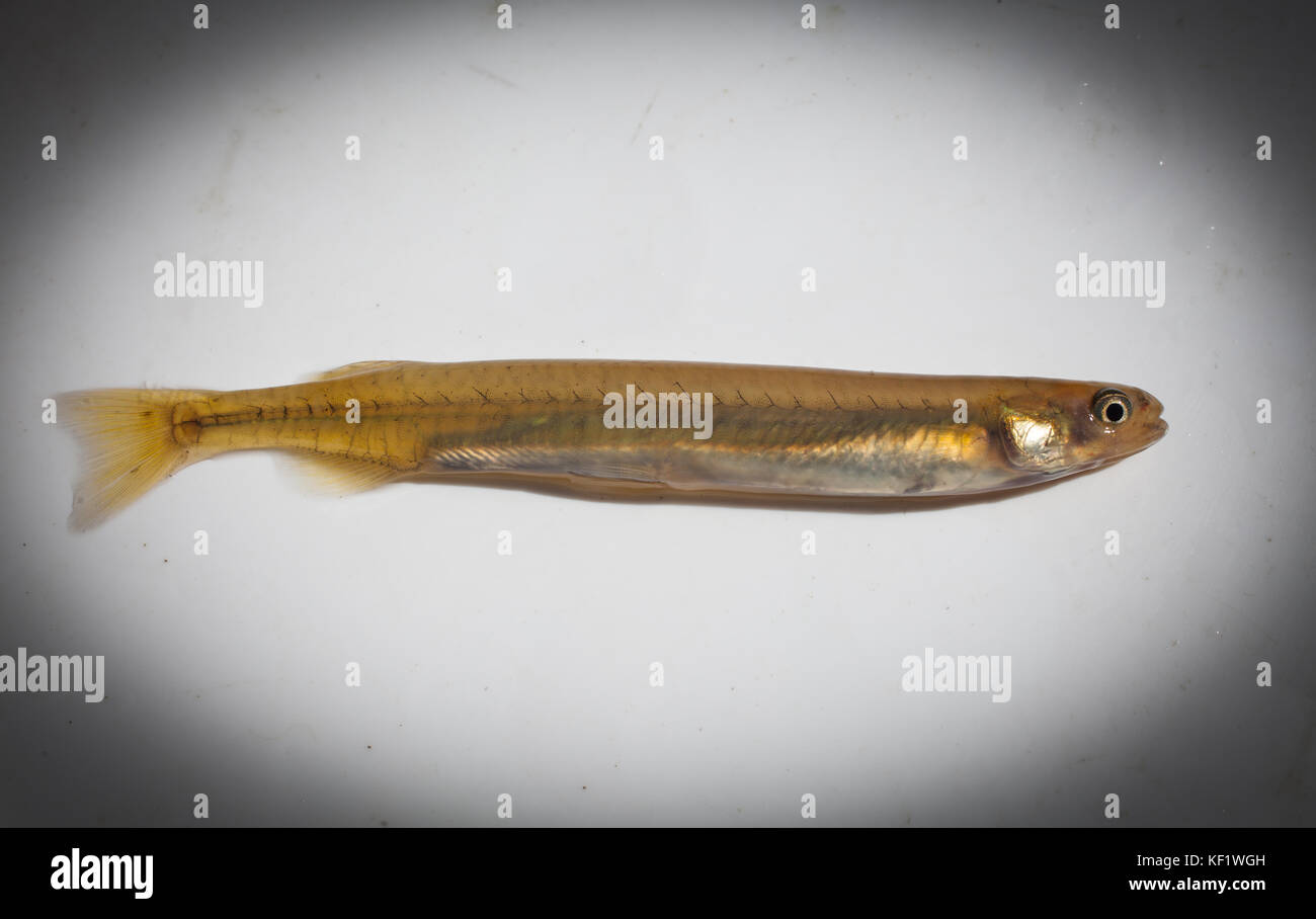 La NOUVELLE ZELANDE Whitebait : Kokopu bagués (Galaxias fasciatus) : des jeunes poissons, localement appelé Whitebait. C'est l'une des cinq espèces de friture. Banque D'Images