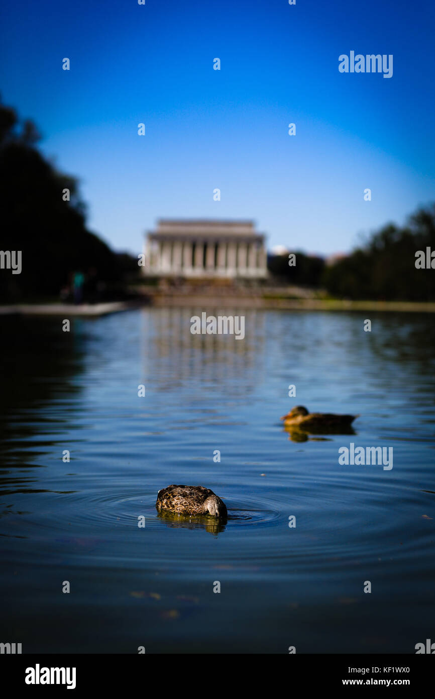 Canards dans le bassin Banque D'Images