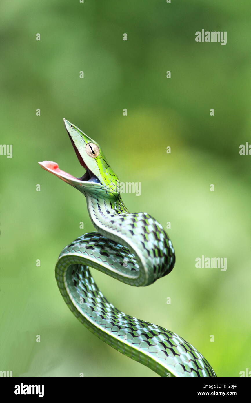 Serpent de vigne vert vif, Western Ghats India Banque D'Images