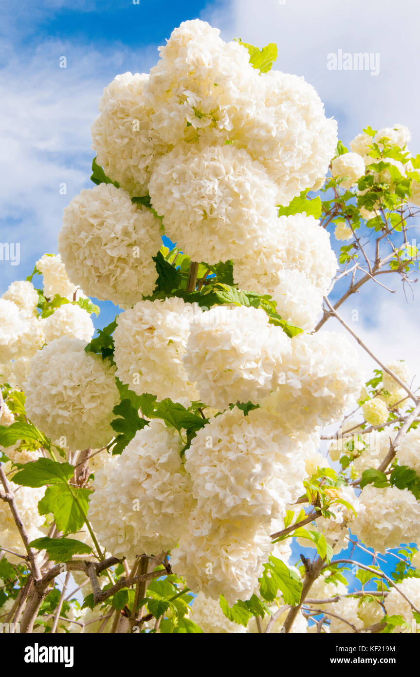 Guelder rose, Viburnum opulus, pompom ou boule de neige, originaire de N. L'Europe Banque D'Images