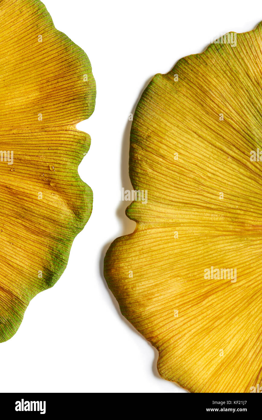 Gros plan extrême de l'or jaune brillant crée des feuilles de ginkgo biloba abstract background Banque D'Images