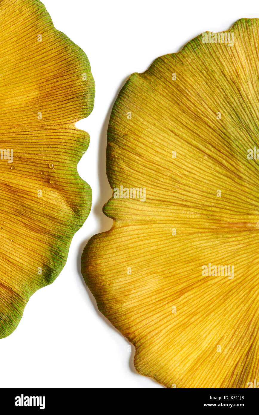 Gros plan extrême de l'or jaune brillant crée des feuilles de ginkgo biloba abstract background Banque D'Images