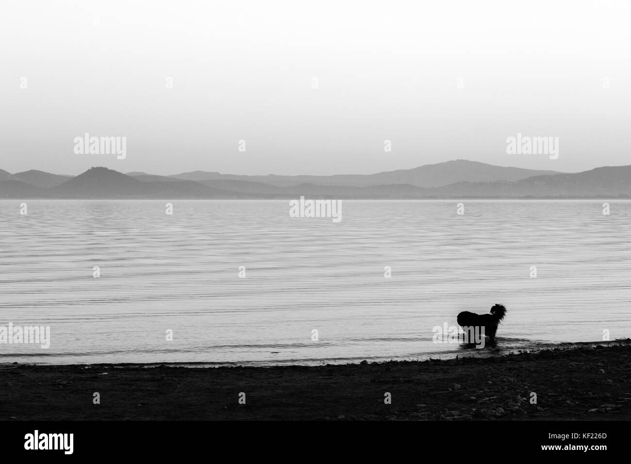 Un chien à prendre un bain dans un lac au crépuscule, avec des tons doux, beau dans le ciel et l'eau Banque D'Images