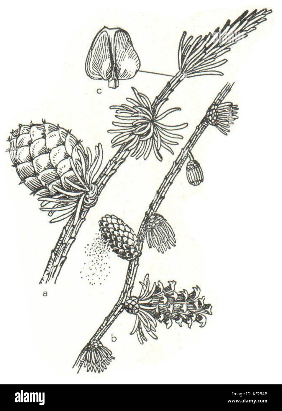 Larix decidua Meyers Banque D'Images