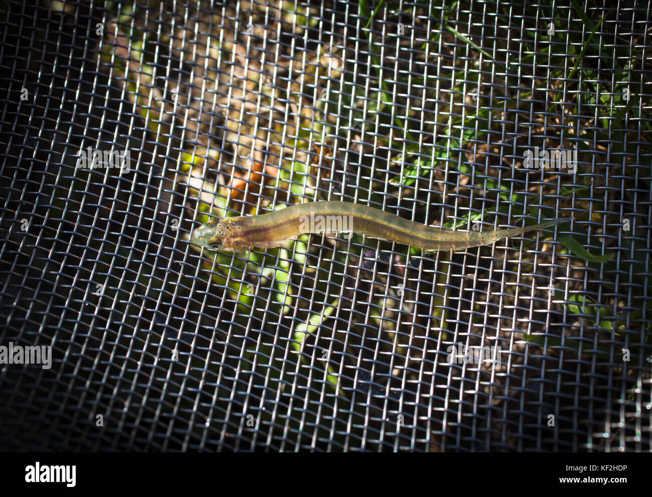 La NOUVELLE ZELANDE Whitebait : Kokopu bagués (Galaxias fasciatus) : des jeunes poissons, localement appelé Whitebait. C'est l'une des cinq espèces de friture. Banque D'Images