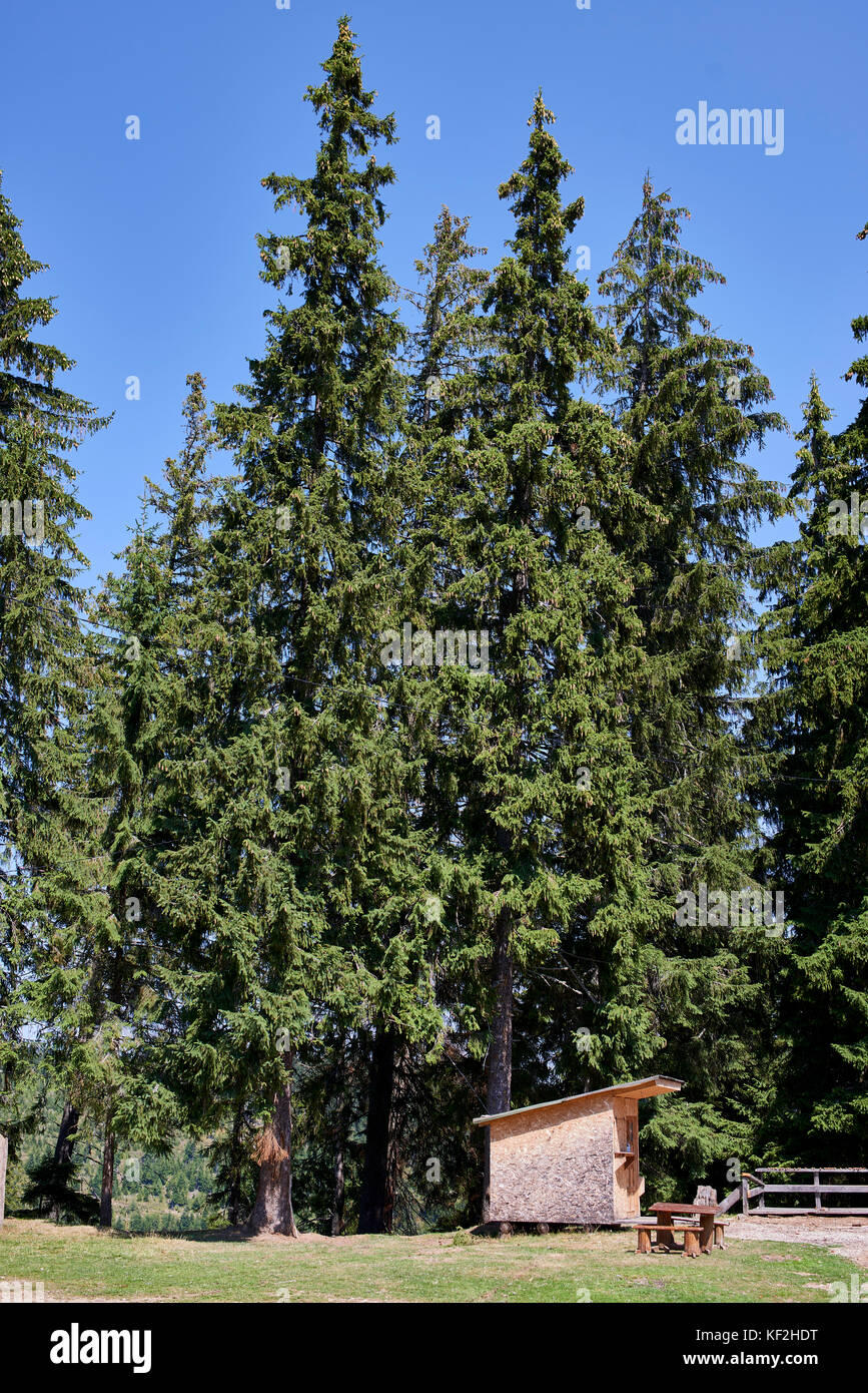 Statiunea Muntele Băișorii Băişorii (Mountain Resort) - L'épinette de Norvège (Picea abies) pacifique environnant pour pique-niquer avec un abri refuge Banque D'Images