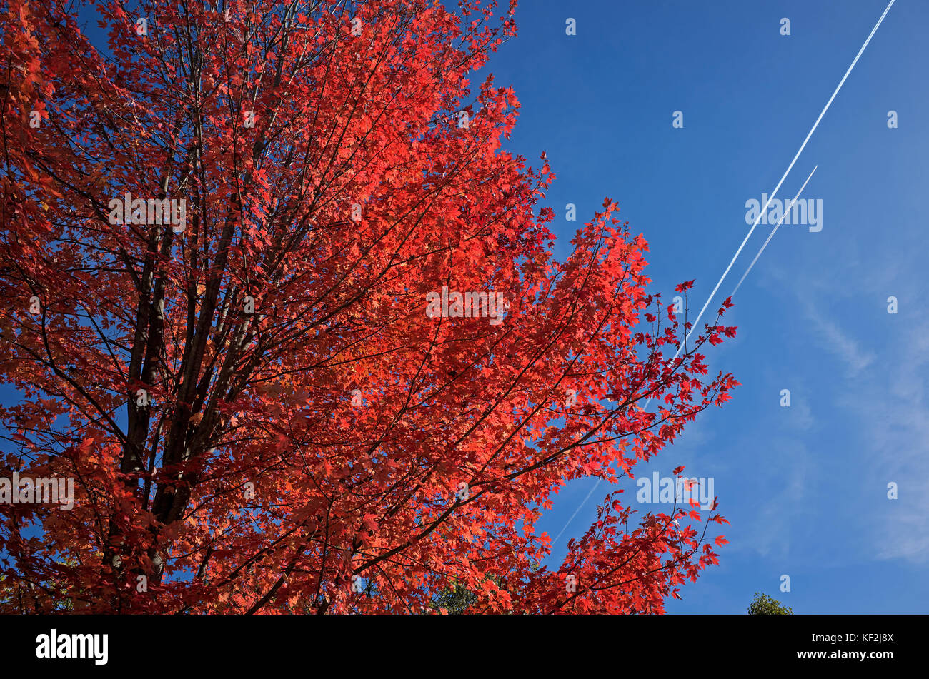 L'exposition de l'érable à feuilles d'automne, un phénomène qui affecte les feuilles vertes des arbres feuillus par laquelle ils prendre de diverses nuances de couleur. Banque D'Images