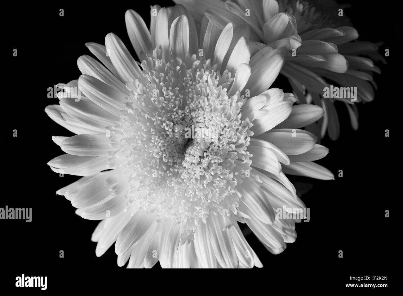 Des araignées et des fleurs disbuds Banque D'Images