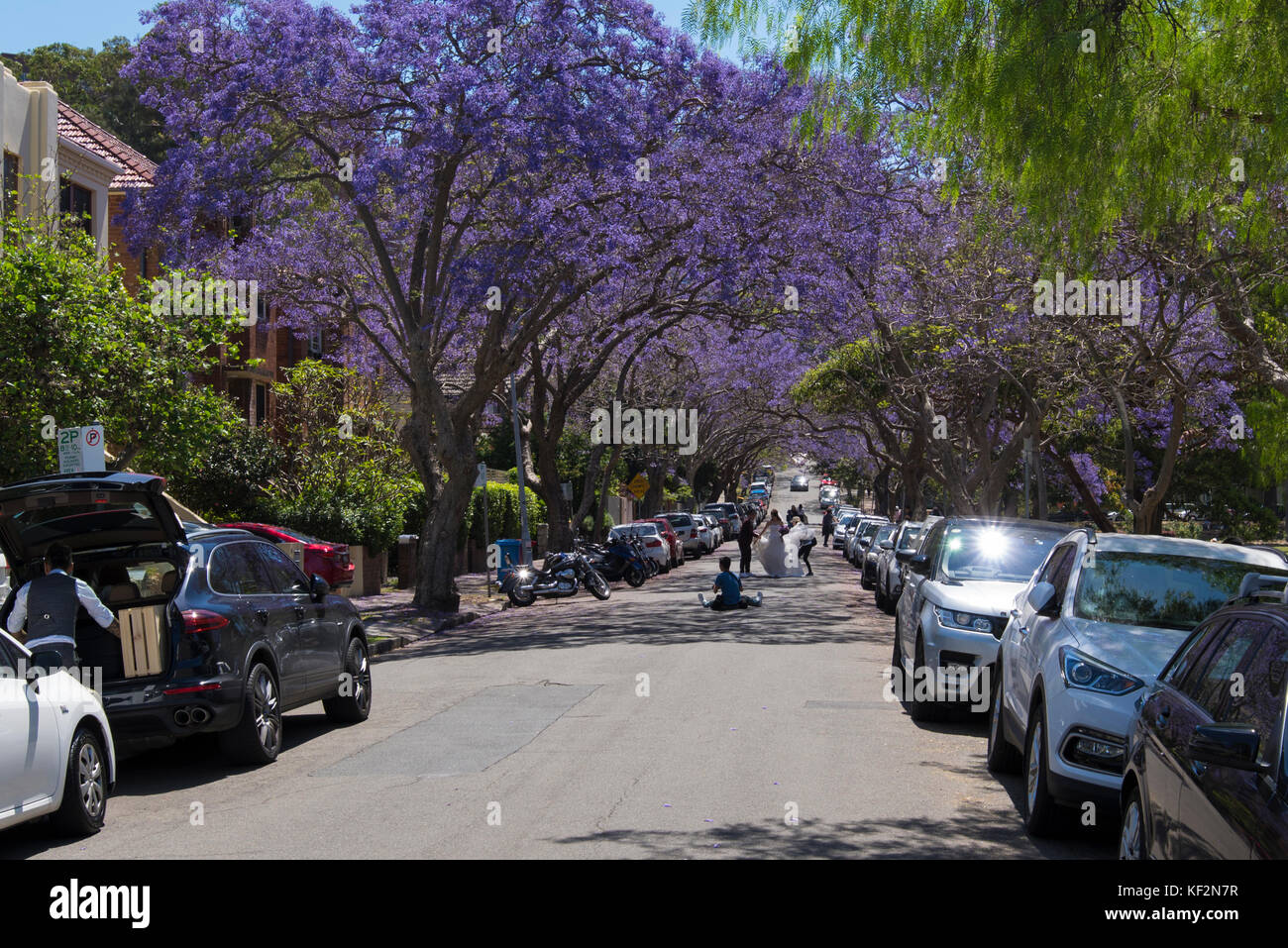 Jacaranda tree lined McDougall Street, Adelaide, Basse-Côte-Nord, Sydney, NSW, Australie Banque D'Images