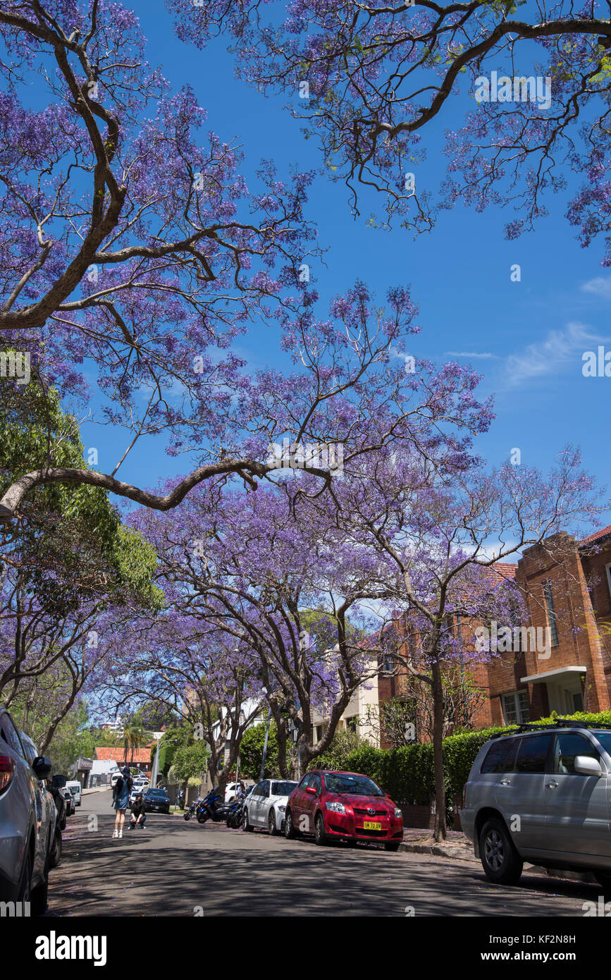 Jacaranda tree lined McDougall Street, Adelaide, Basse-Côte-Nord, Sydney, NSW, Australie Banque D'Images