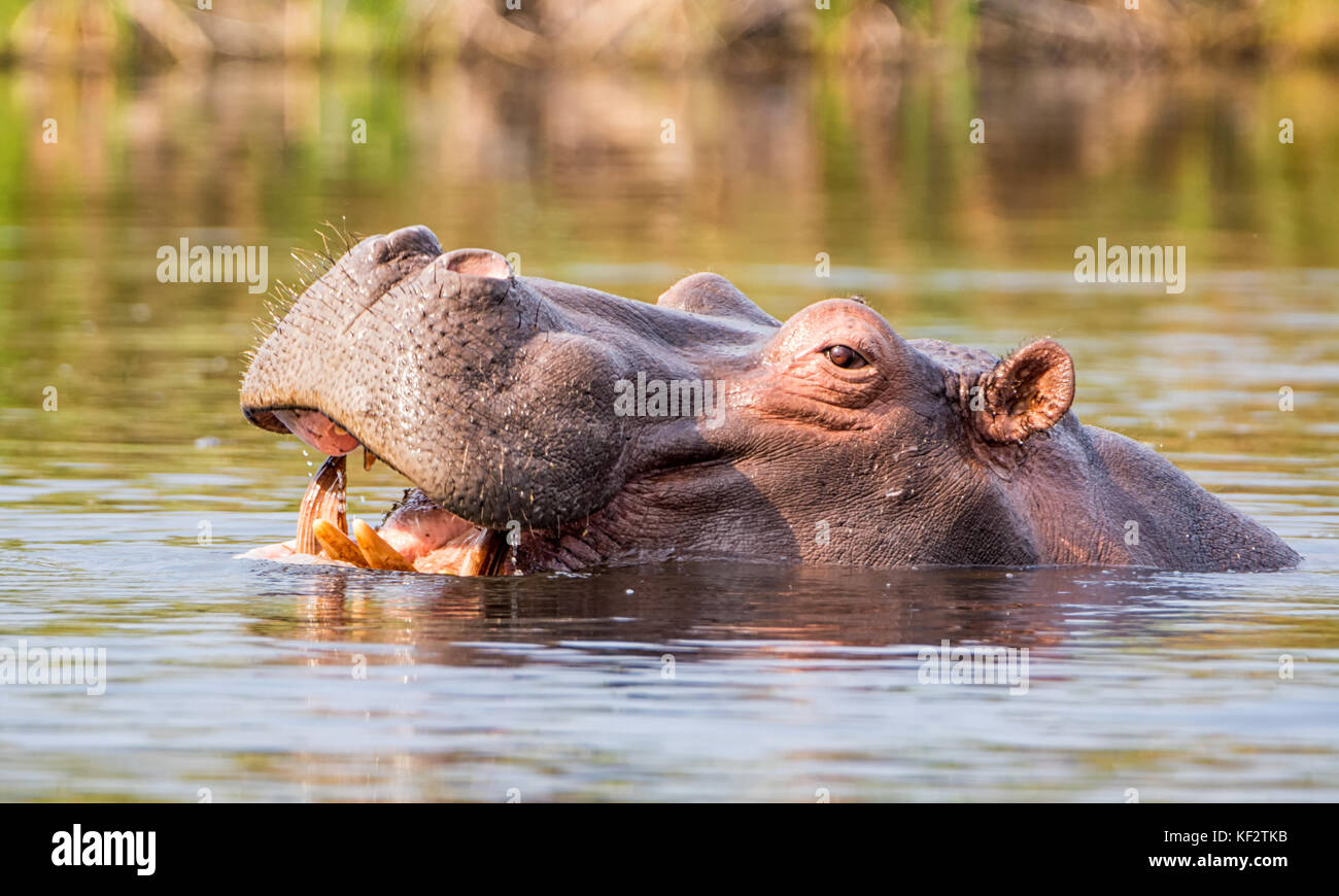 Hippo dans une rivière dans la bande de Caprivi, en Namibie Banque D'Images