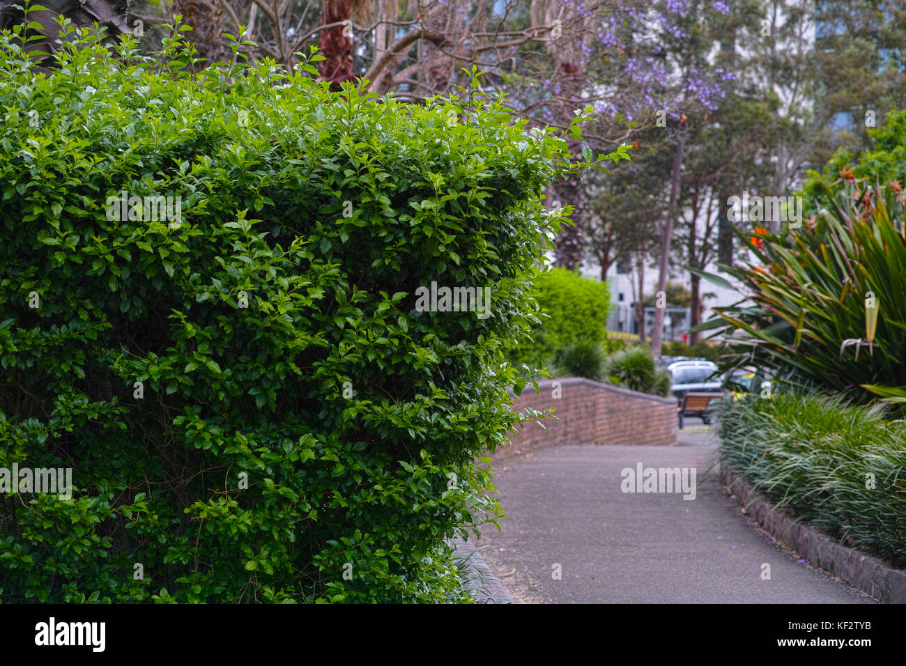 Trottoir pittoresque avec une végétation luxuriante. grand trottoir flanqué de muret de brique, couverture verte et fleurs. sentier au parc olympique, à Sydney. Banque D'Images