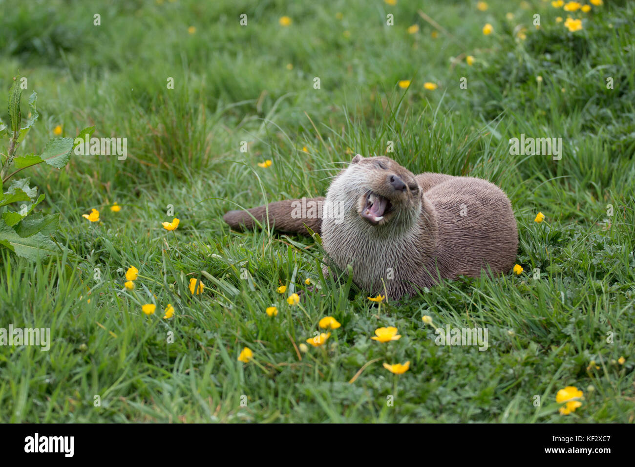 Otter plus heureux sur la planète ! Takin dans Devon, UK Banque D'Images