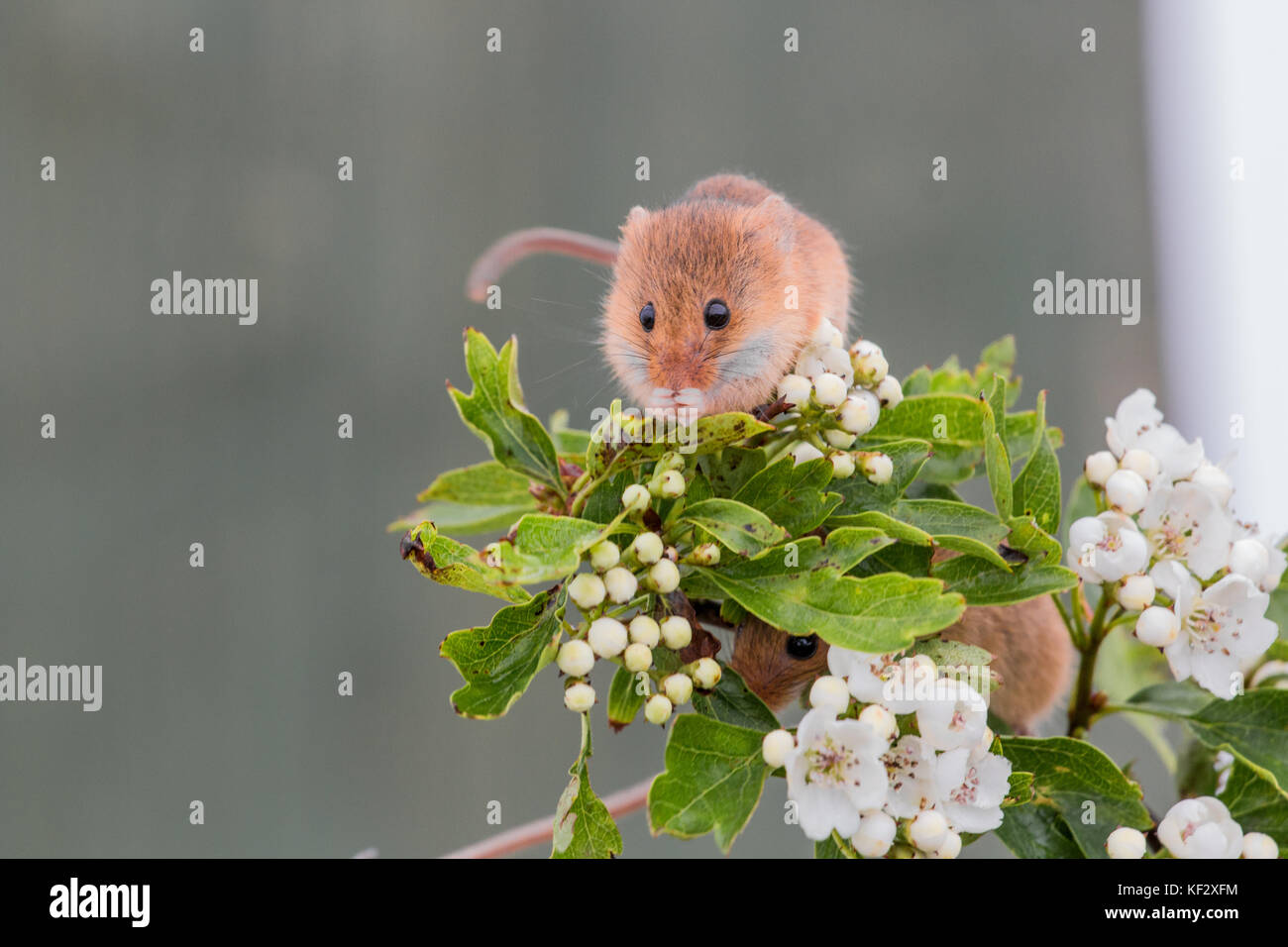 Cute souris des champs cachés dans des fleurs Banque D'Images