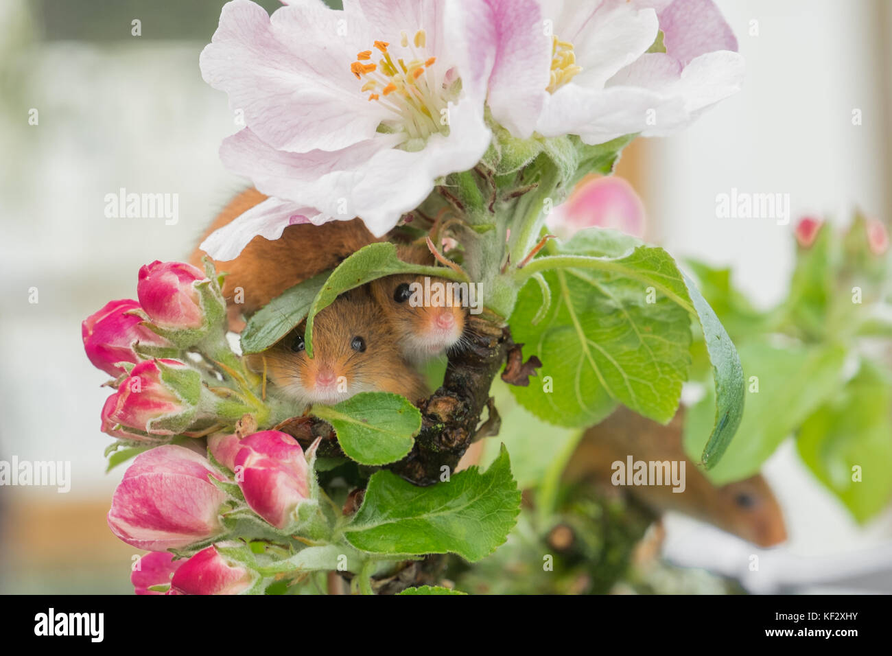 Cute souris des champs cachés dans des fleurs Banque D'Images