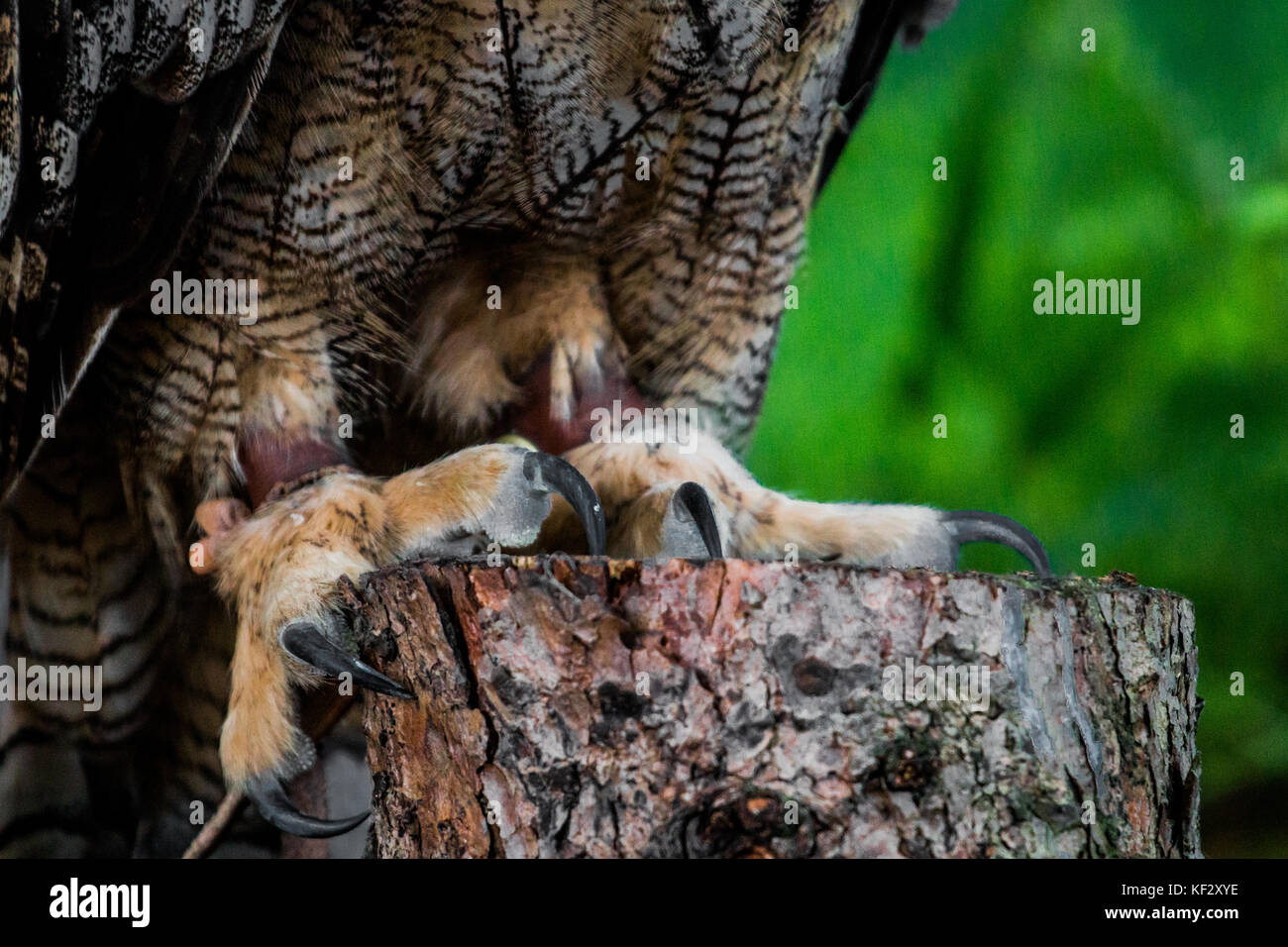 Oiseau de proie, se cachaient dans la forêt Banque D'Images